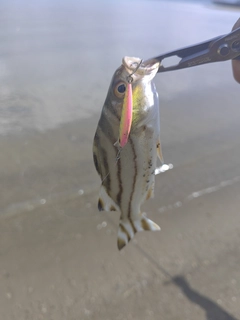 コトヒキの釣果