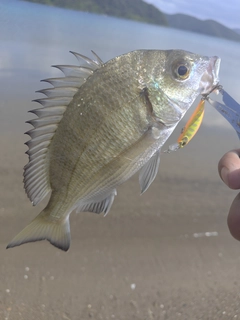 ミナミクロダイの釣果