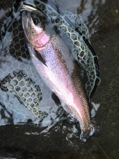 ニジマスの釣果