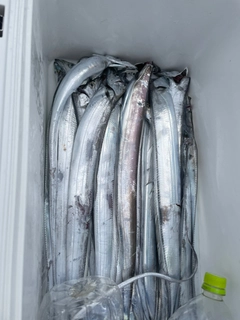 タチウオの釣果