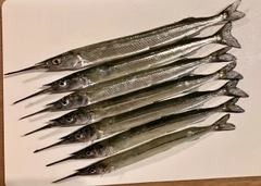 サヨリの釣果