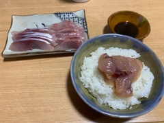 ヒラマサの釣果