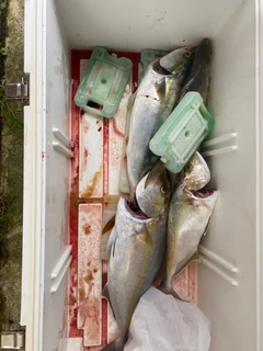 カンパチの釣果