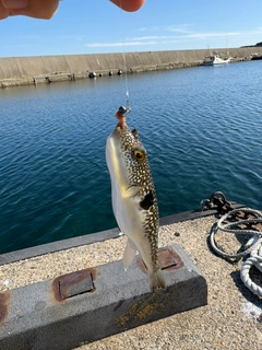 クサフグの釣果