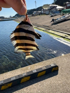サンバソウの釣果