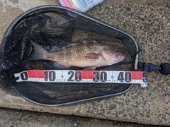 オオモンハタの釣果