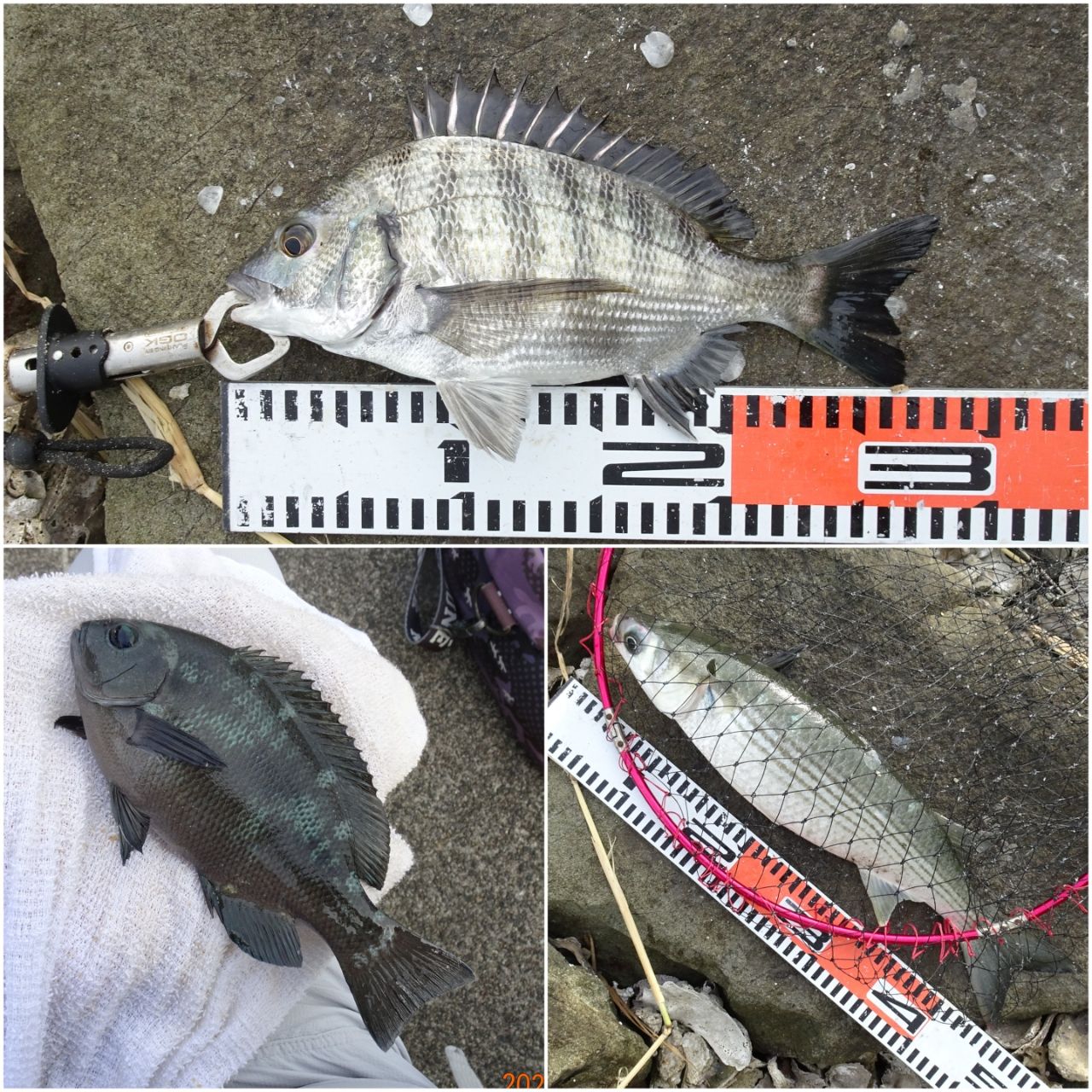 SHIMANO 19鱗海 AX 0.6-530の最安値・インプレ・釣果 | 本音の口コミが