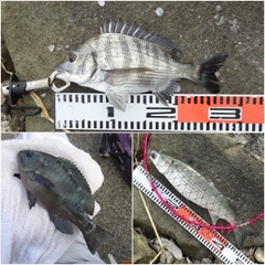 チヌの釣果