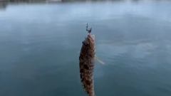 アイナメの釣果