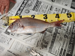 タイの釣果
