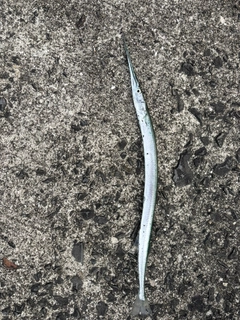 ダツの釣果