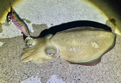 コウイカの釣果