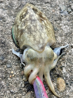 コウイカの釣果