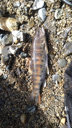 ヤマメの釣果