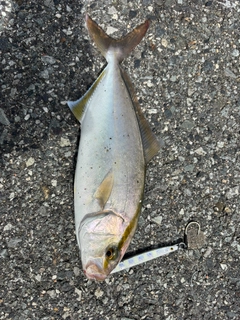カンパチの釣果