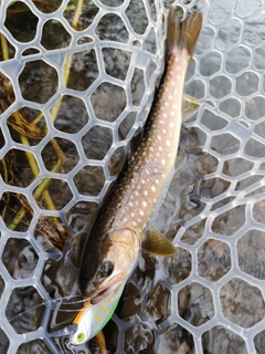 アメマスの釣果
