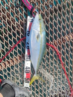 ハマチの釣果