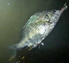 キビレの釣果