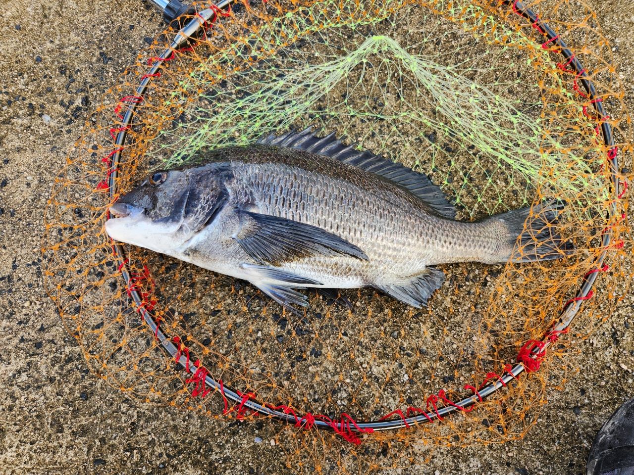 DAIWA 20銀狼王牙 AGS 1号-53・Rの最安値・インプレ・釣果 | 本音の