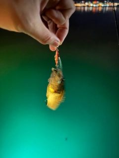 ソイの釣果