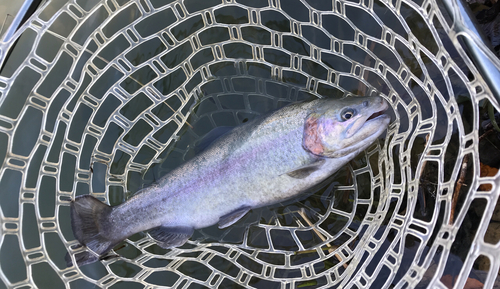 トラウトの釣果