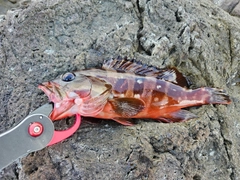 アカハタの釣果