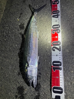 サゴシの釣果