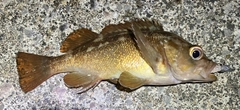 ガヤの釣果