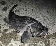 クロソイの釣果