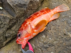 アカハタの釣果