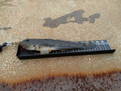 マハゼの釣果
