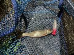 ウグイの釣果