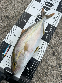 シオの釣果