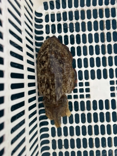 コウイカの釣果