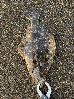 ソゲの釣果