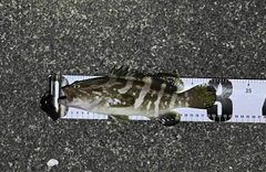 クエの釣果