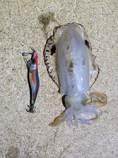 アオリイカの釣果