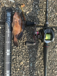 オオモンハタの釣果