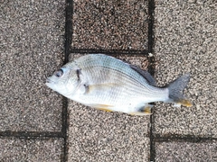 キビレの釣果