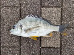 キビレの釣果