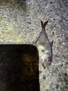ミナミハタンポの釣果