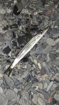 カマスの釣果