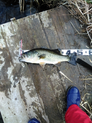 ブラックバスの釣果