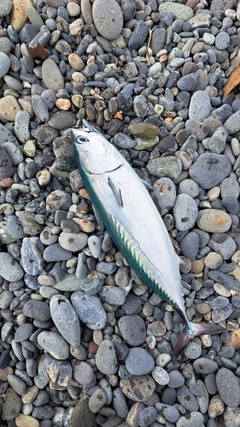 マルソウダの釣果