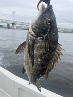 チヌの釣果