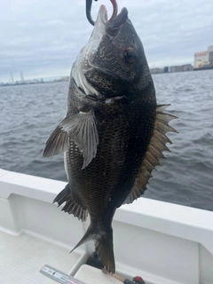 チヌの釣果