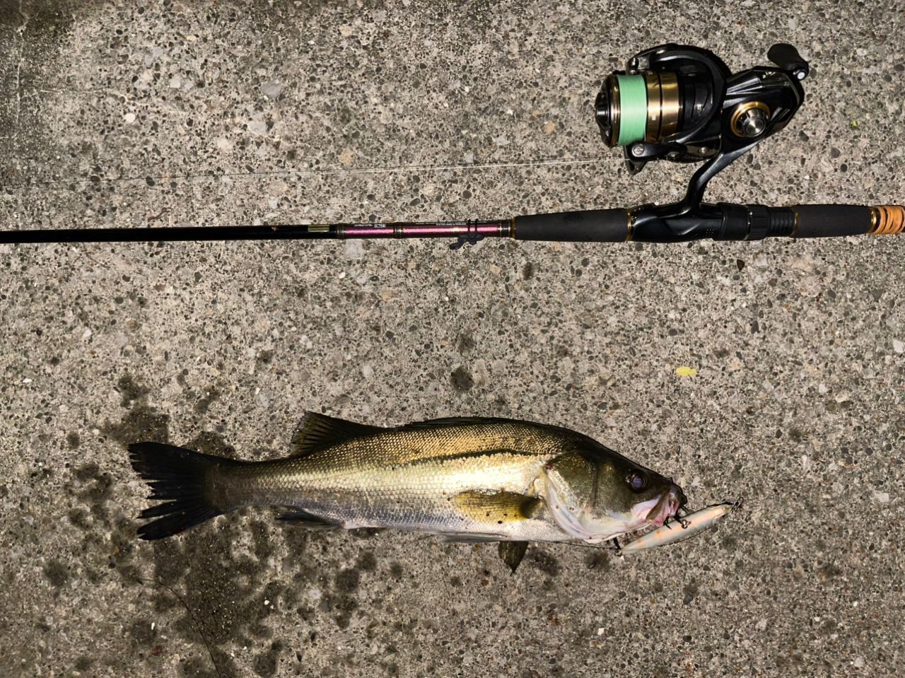 DAIWA 21カルディア LT2500S-XHの最安値・インプレ・釣果 | 本音の