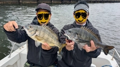 チヌの釣果