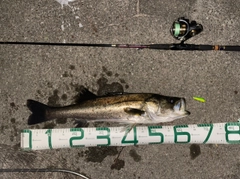 スズキの釣果