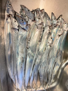 タチウオの釣果